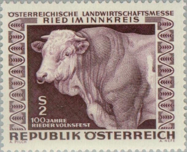 Cattle (Bos primigenius taurus)