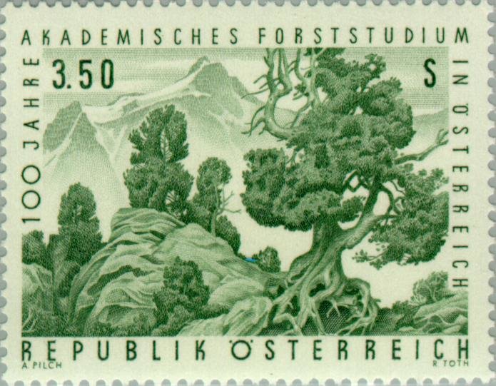 Swiss Pine (Pinus cembra) in the upper treeline of a forest