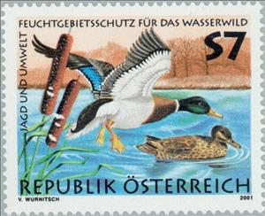 Stamp, Mallard (Anas platyrhynchos), Austria,  , Birds, Ducks, Hunting, Animals (Fauna)