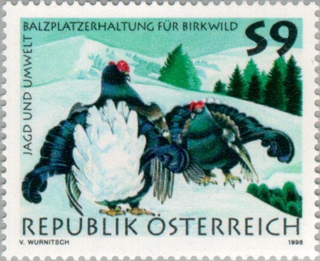 Black Grouse (Tetrao tetrix)