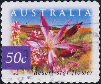 Desert Star Flower