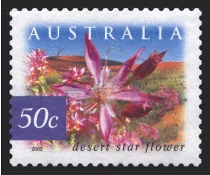 Desert Star Flower, p. 12¼x12¾