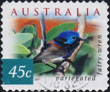 Variegated Fairywren (Malurus lamberti)