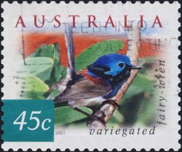 Variegated Fairywren (Malurus lamberti)