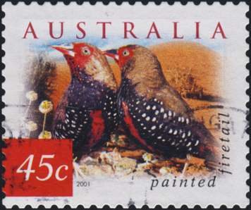 Painted Firetail (Emblema picta)