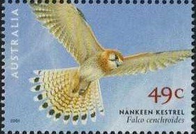 Australian Kestrel (Falco cenchroides)