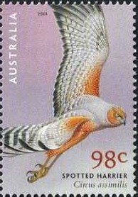 Spotted Harrier (Circus assimilis)
