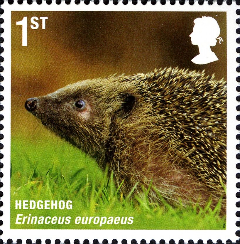European Hedgehog (Erinaceus europaeus)