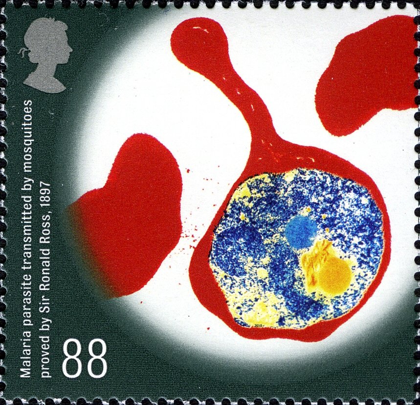 Malaria Parasite