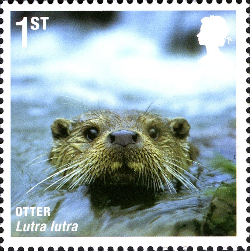 Eurasian Otter (Lutra lutra)