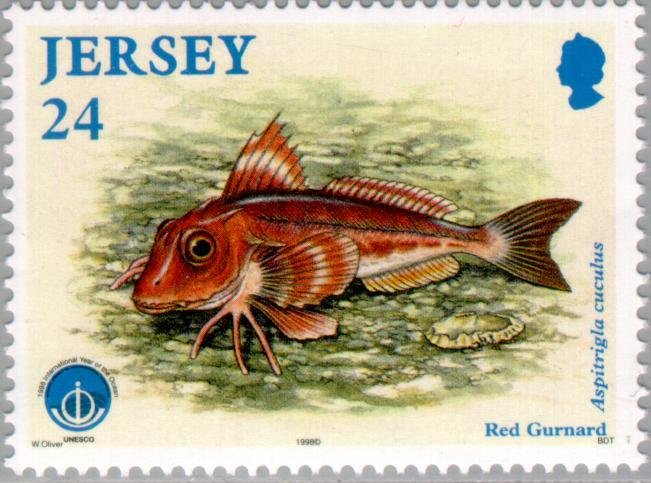 East Atlantic Red Gurnard (Aspitrigla cuculus)