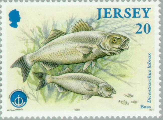 European Seabass (Dicentrarchus labrax)