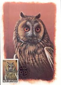 Long-eared Owl (Asio otus)