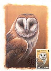 Western Barn Owl (Tyto alba)