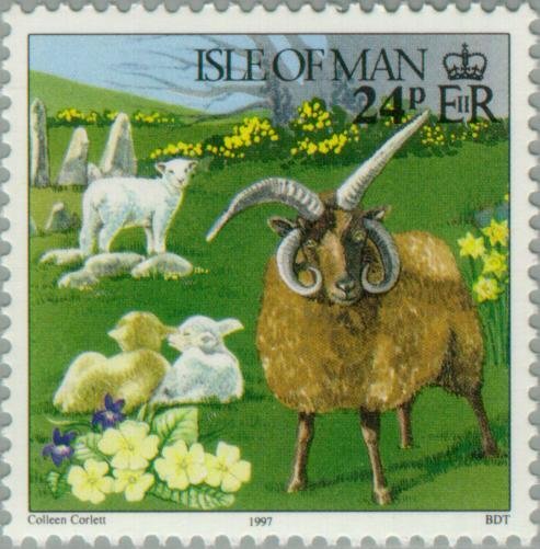 Manx Loaghtyn Ram (Ovis orientalis aries) with Lambs