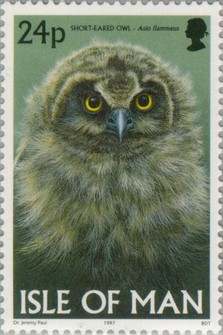 Short-eared Owl (Asio flammeus)