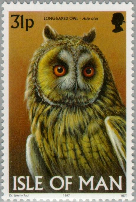 Long-eared Owl (Asio otus)