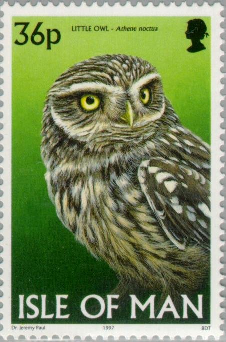Little Owl (Athene noctua)