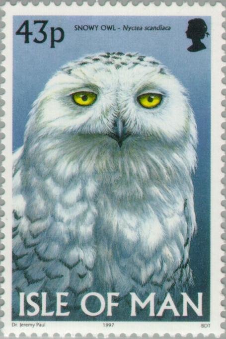 Snowy Owl (Bubo scandiacus)