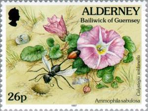 Stamp, Red-banded Sand Wasp (Calystegia soldanella), Morning Glory , Alderney,  , Flowers, Insects, Animals (Fauna), Plants (Flora)