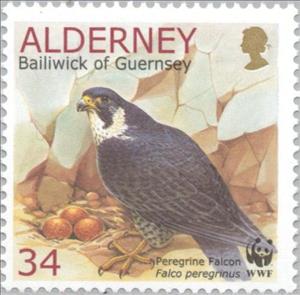 Stamp, Peregrine Falcon (Falco peregrinus) guarding Eggs, Alderney,  , Birds, Mammals, WWF, Birds of Prey, Eggs, Animals (Fauna), Falcons