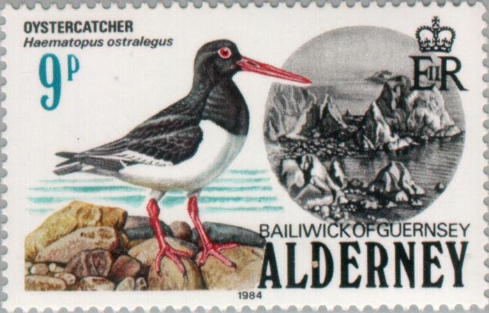 Eurasian Oystercatcher (Haematopus ostralegus)