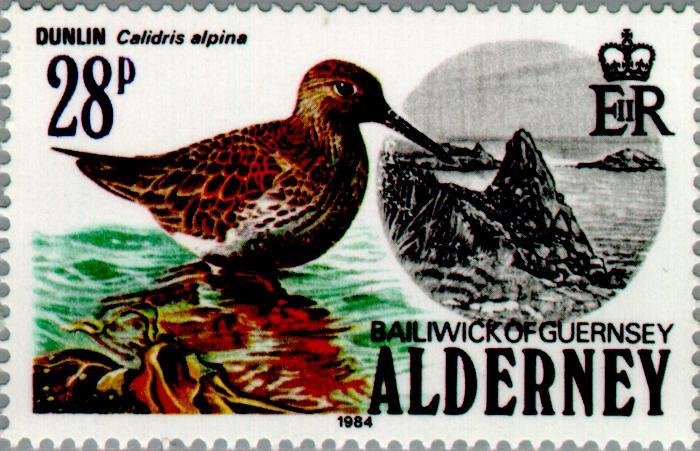 Dunlin (Calidris alpina)