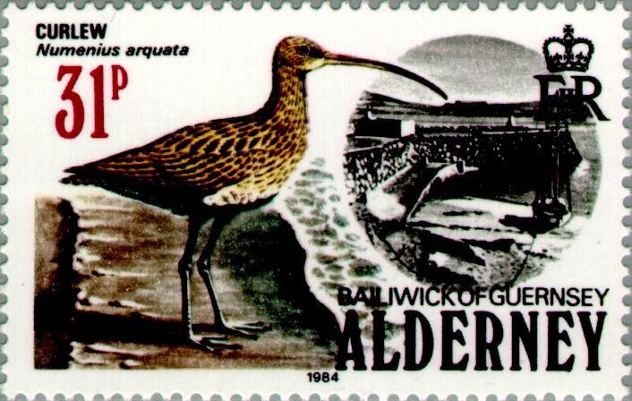 Eurasian Curlew (Numenius arquata)