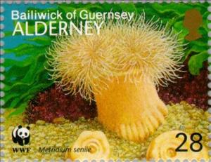 Stamp, Plumose Anemone (Metridium senile), Alderney,  , Mammals, WWF, Corals and Sponges, Environment Protection, Animals (Fauna)
