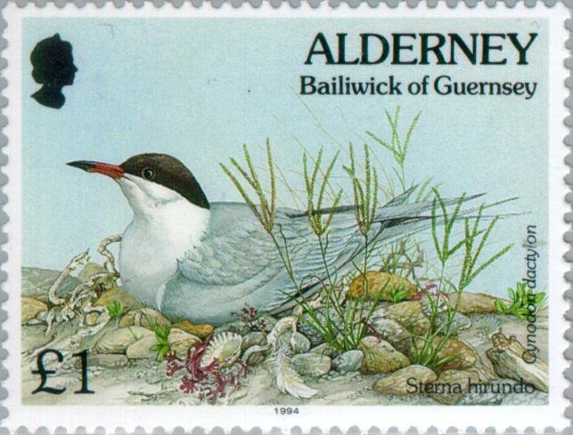 Common Tern (Sterna hirundo), Bermuda Grass (Cynodon dactylo
