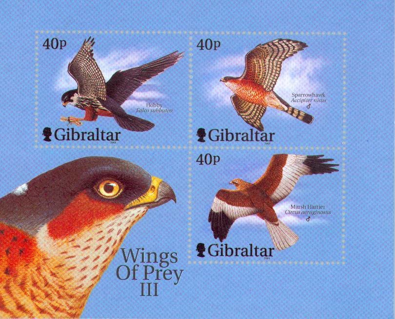 European Hobby (Falco subbuteo)