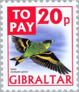 Siskin (Carduelis spinus)