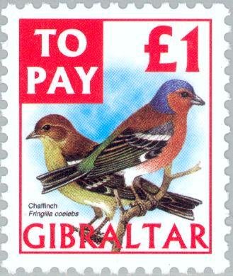 Chaffinch (Fringilla coelebs)