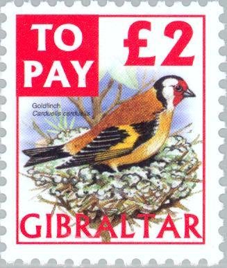 Goldfinch (Carduelis carduelis)