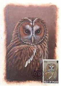 Maxi Cards, Tawny Owl (Strix aluco), Isle of Man,  , Owls