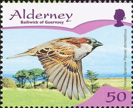 House Sparrow (Passer domesticus)
