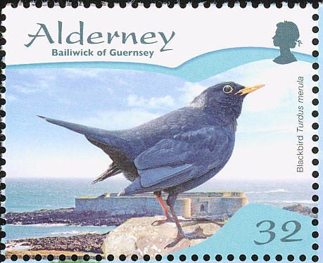 Blackbird (Turdus merula)