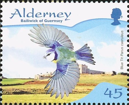 Blue Tit (Parus caeruleus)