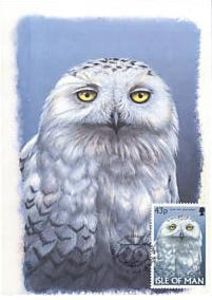 Snowy Owl (Bubo scandiacus)