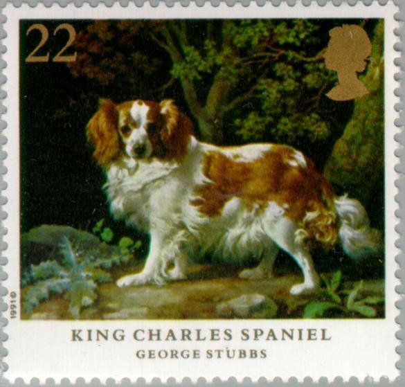 Cavalier-King-Charles-Spaniel (Canis lupus familiaris)