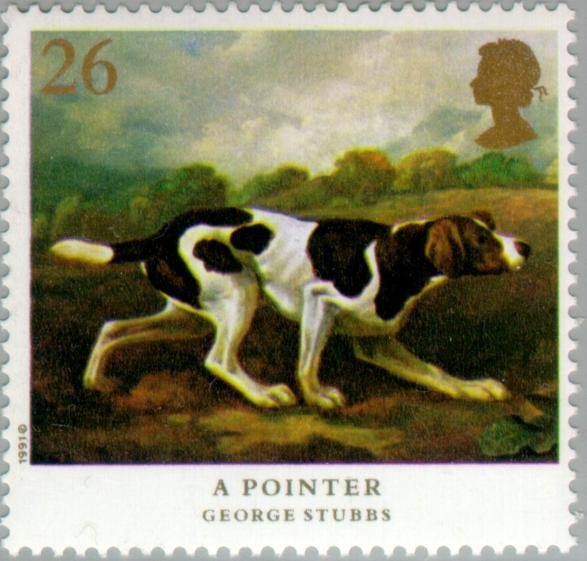 English Pointer (Canis lupus familiaris)
