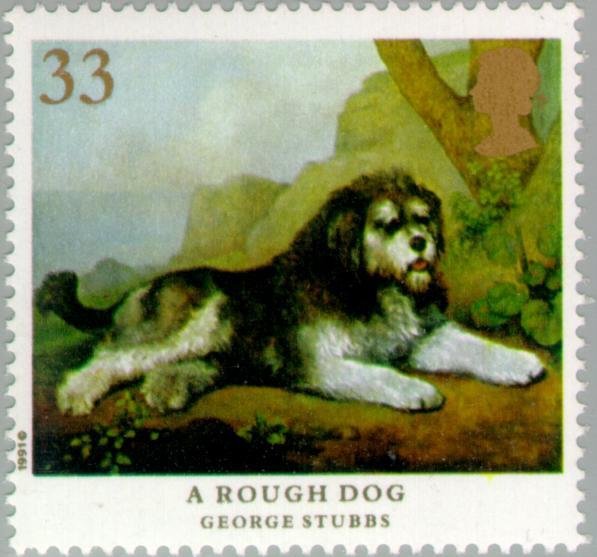 Rough Dog (Canis lupus familiaris)