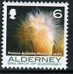 Stamp, Plumrose Anemone (Metridium senile), Alderney,  , Sea Life