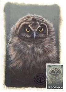 Short-eared Owl (Asio flammeus)