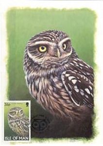 Little Owl (Athene noctua)