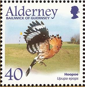 Stamp, Eurasian Hoopoe (Upupa epops), Alderney,  , Birds