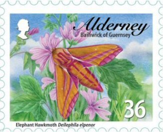 Elephant Hawkmoth (Deilephila elpenor) 