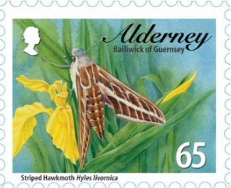 Striped Hawkmoth (Hyles livornica)