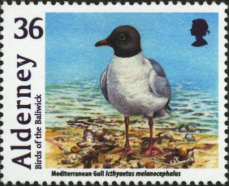 Mediterranean Gull (Ichthyaetus melanocephalus) 