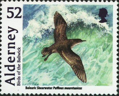 Balearic Shearwater (Puffinus mauretanicus) 